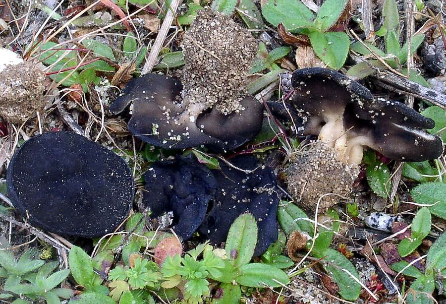 Helvella helvellula